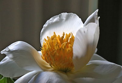 Close-up of white flowering plant