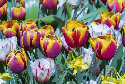 Close-up of multi colored tulips