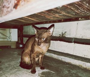 Portrait of cat standing on floor