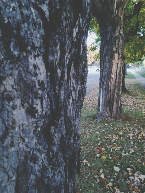 tree trunk, tree, nature, tranquility, growth, forest, branch, beauty in nature, tranquil scene, day, textured, outdoors, no people, close-up, woodland, scenics, sunlight, bark, wood - material, focus on foreground