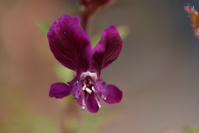 Close-up of insect on purple flower