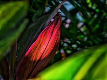 Close-up of pink flowers