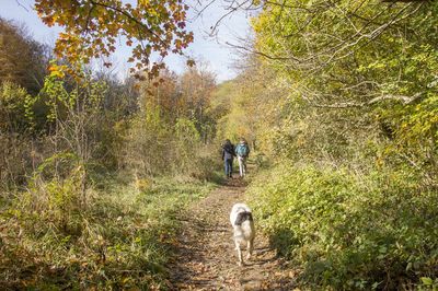 Rear view of dog walking in forest