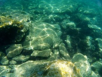 High angle view of jellyfish in water