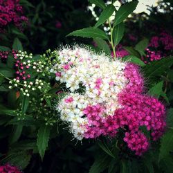 Close-up of pink flowers