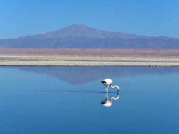 Swans swimming in lake