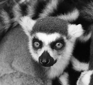 Close-up portrait of a lemur 