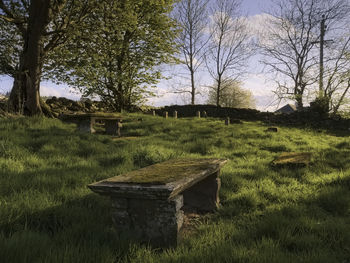 Trees on grassy field