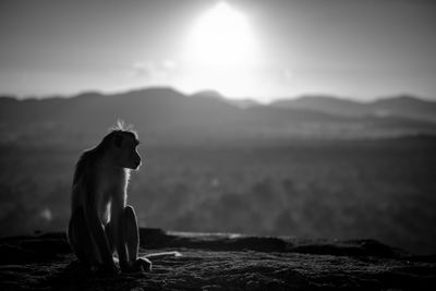 Dog on mountain against sky during sunset