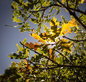 Low angle view of yellow flower tree