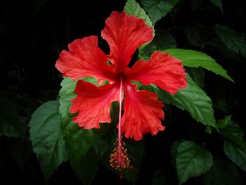 Close-up of red flowers