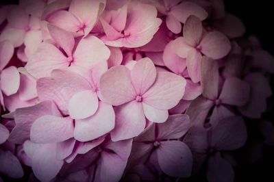 Close-up of pink flower