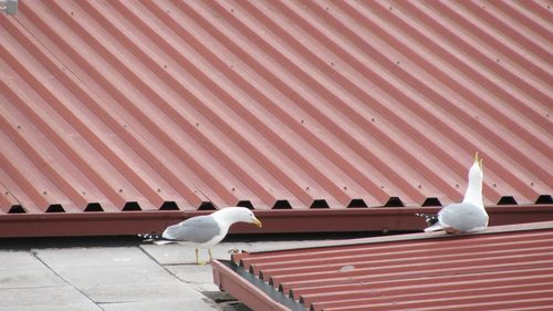 Seagull perching on roof