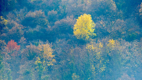 High angle view of yellow flowers on tree