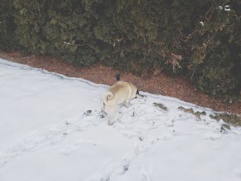 View of a horse on snow covered field