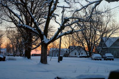 Bare tree in city during winter