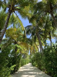 Footpath amidst palm trees against sky