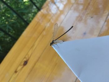 Close-up of dragonfly on wooden table
