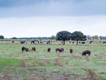 Sheep grazing in a field