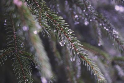 Close-up of dew drops on leaves