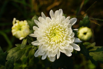 Close-up of white flower