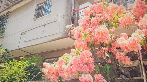 Close-up of pink bougainvillea blooming outdoors