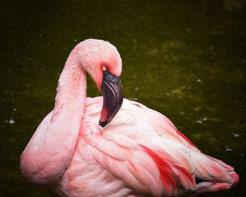 Close-up of pelican on pink water