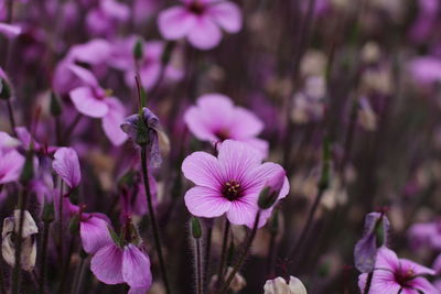 Close-up of purple flowers blooming outdoors