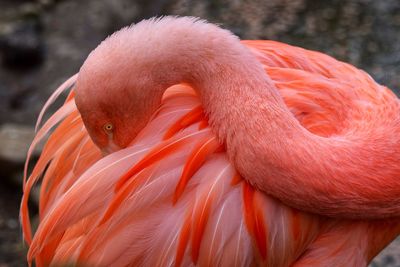 Close-up of bird