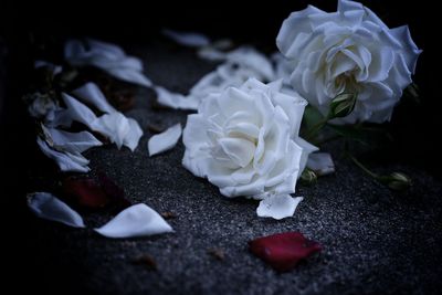 Close-up of white rose