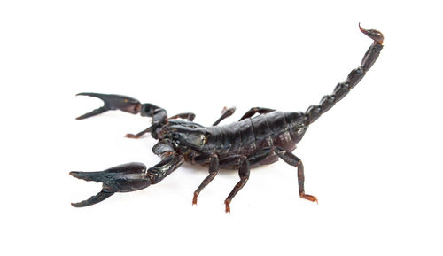 Close-up of insect on white background