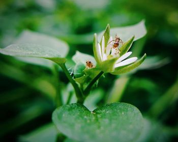 Close-up of insect on plant