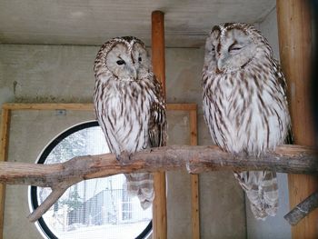 Birds perching on wooden post