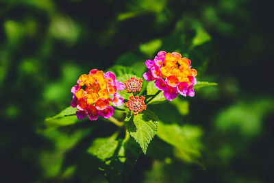 Close-up of pink flowering plant