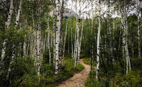 Dirt road amidst trees in forest