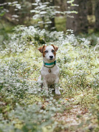 Portrait of dog running in grass