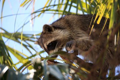 Low angle view of squirrel on tree