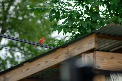 Low angle view of bird on house roof