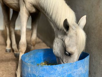 Cropped image of white horse eating
