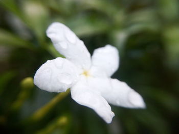 Close-up of white flowers