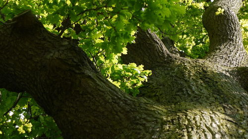 Low angle view of trees in forest