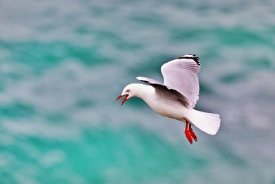 Seagull flying over a sea