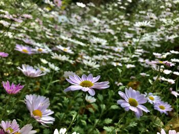 Close-up of white daisy flowers