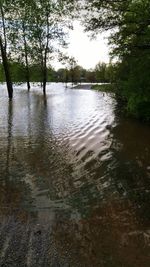 Scenic view of lake in forest