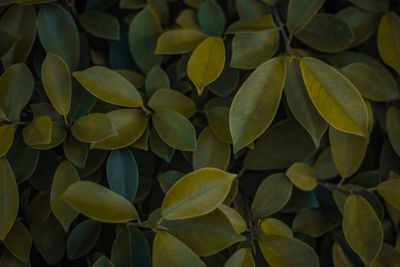 Full frame shot of leaves