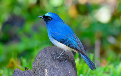 Close-up of a bird perching on branch