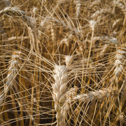 Full frame shot of wheat field