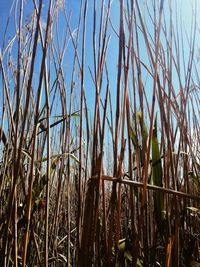 Close-up of crops growing on field against sky