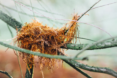 Close-up of branches against blurred background