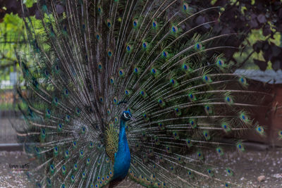 Close-up of peacock